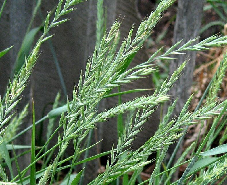 пшенична трева за лечение на простатит